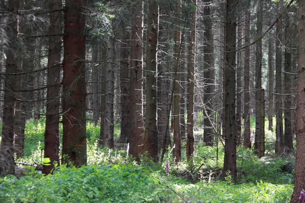 Fewo Amsbergstrasse Bad Harzburg Ruang foto